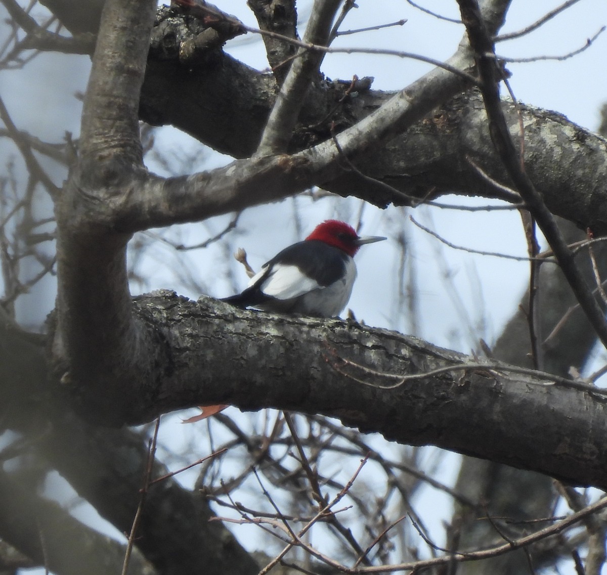 Red-headed Woodpecker - ML615280241