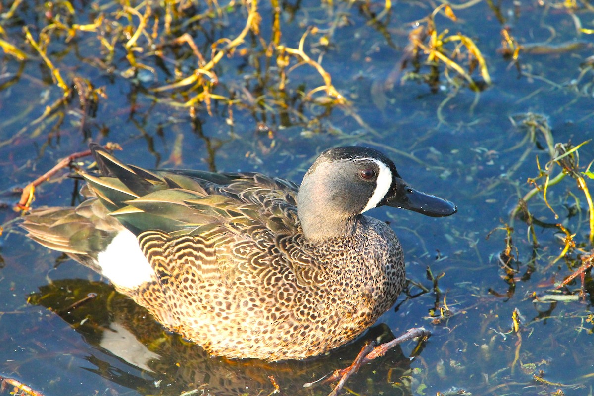 Blue-winged Teal - ML615280283