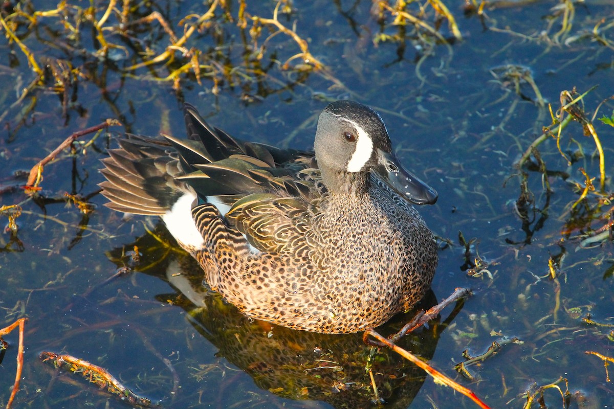 Blue-winged Teal - ML615280284
