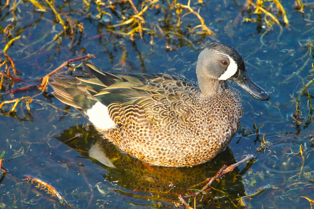Blue-winged Teal - ML615280285