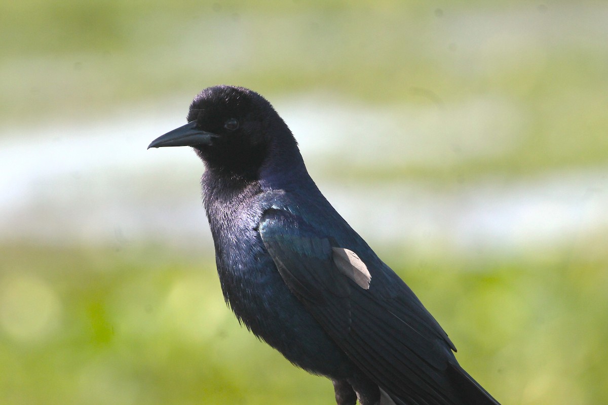 Boat-tailed Grackle - ML615280316
