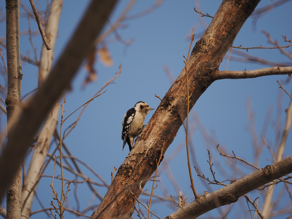 Gray-capped Pygmy Woodpecker - ML615280375