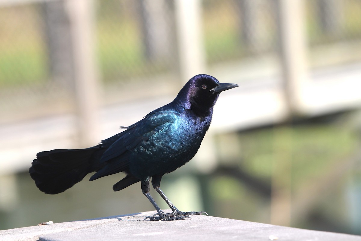 Boat-tailed Grackle - ML615280410