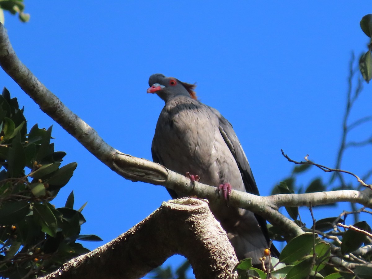 Topknot Pigeon - Rolo Rodsey