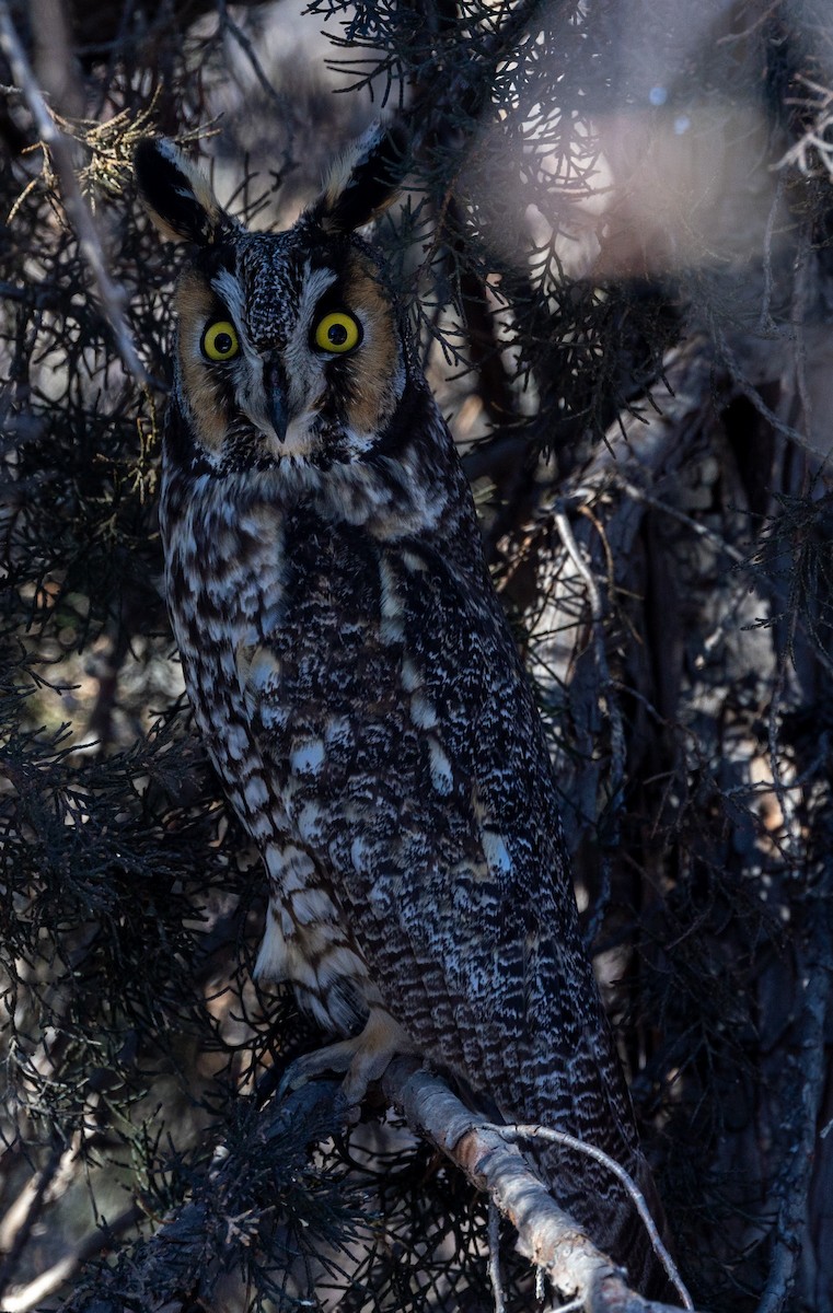Long-eared Owl - ML615280999