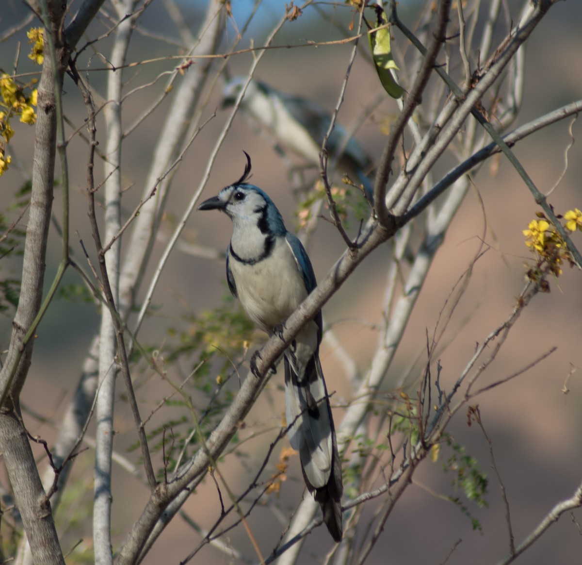 White-throated Magpie-Jay - ML615281057
