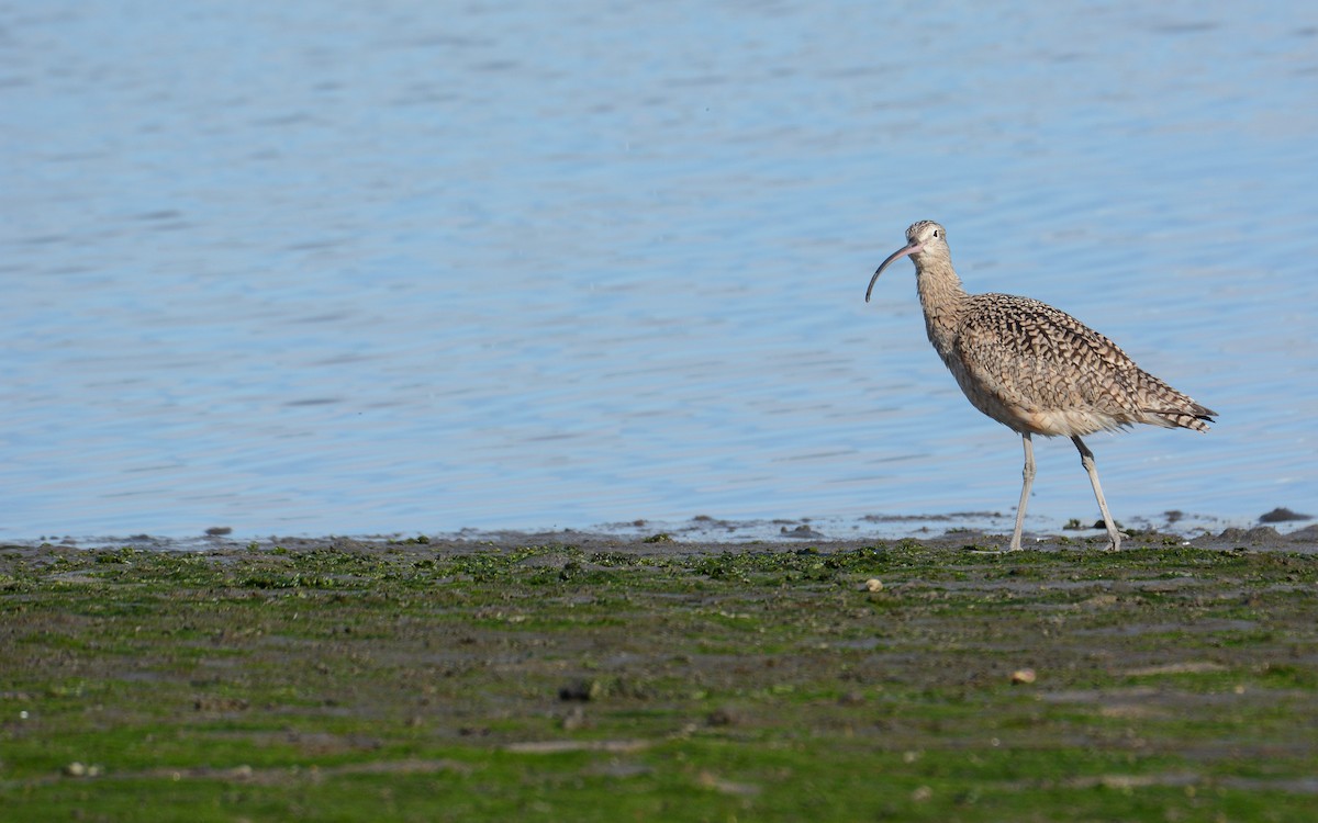 Long-billed Curlew - ML615281058