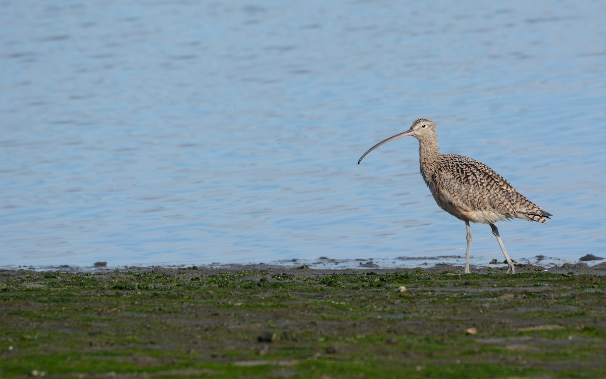 Long-billed Curlew - ML615281059