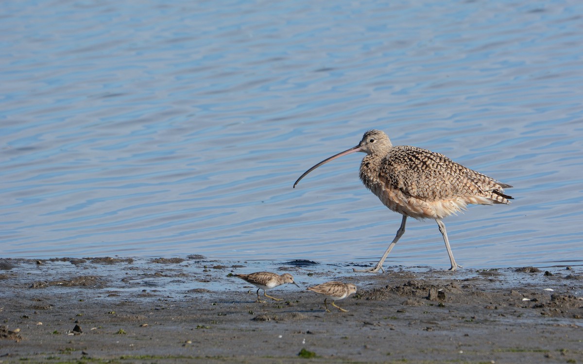 Long-billed Curlew - ML615281060