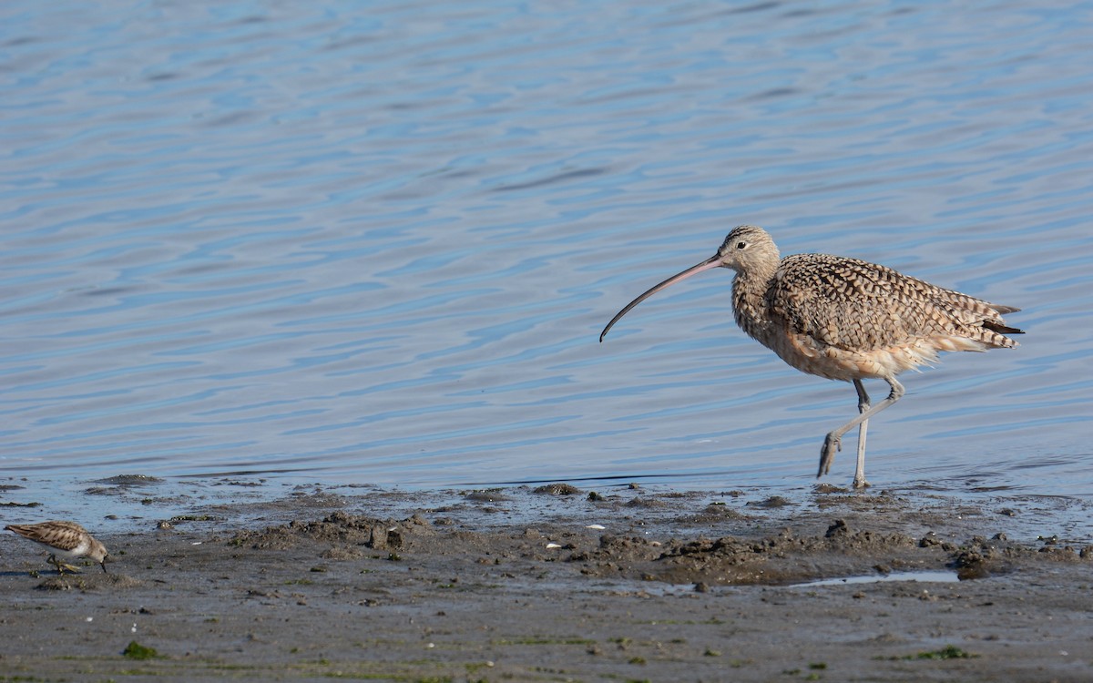 Long-billed Curlew - ML615281061