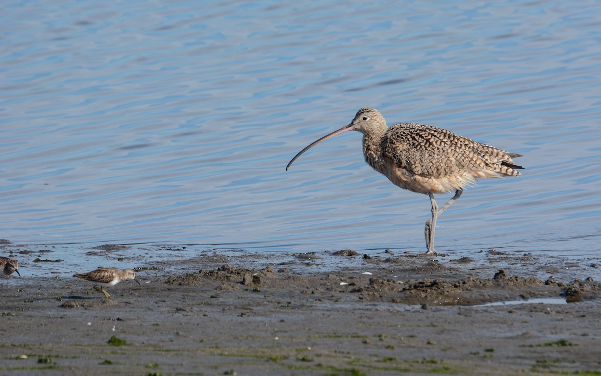 Long-billed Curlew - ML615281063