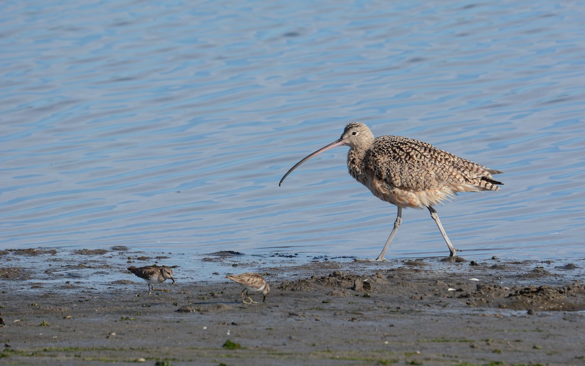 Long-billed Curlew - ML615281064
