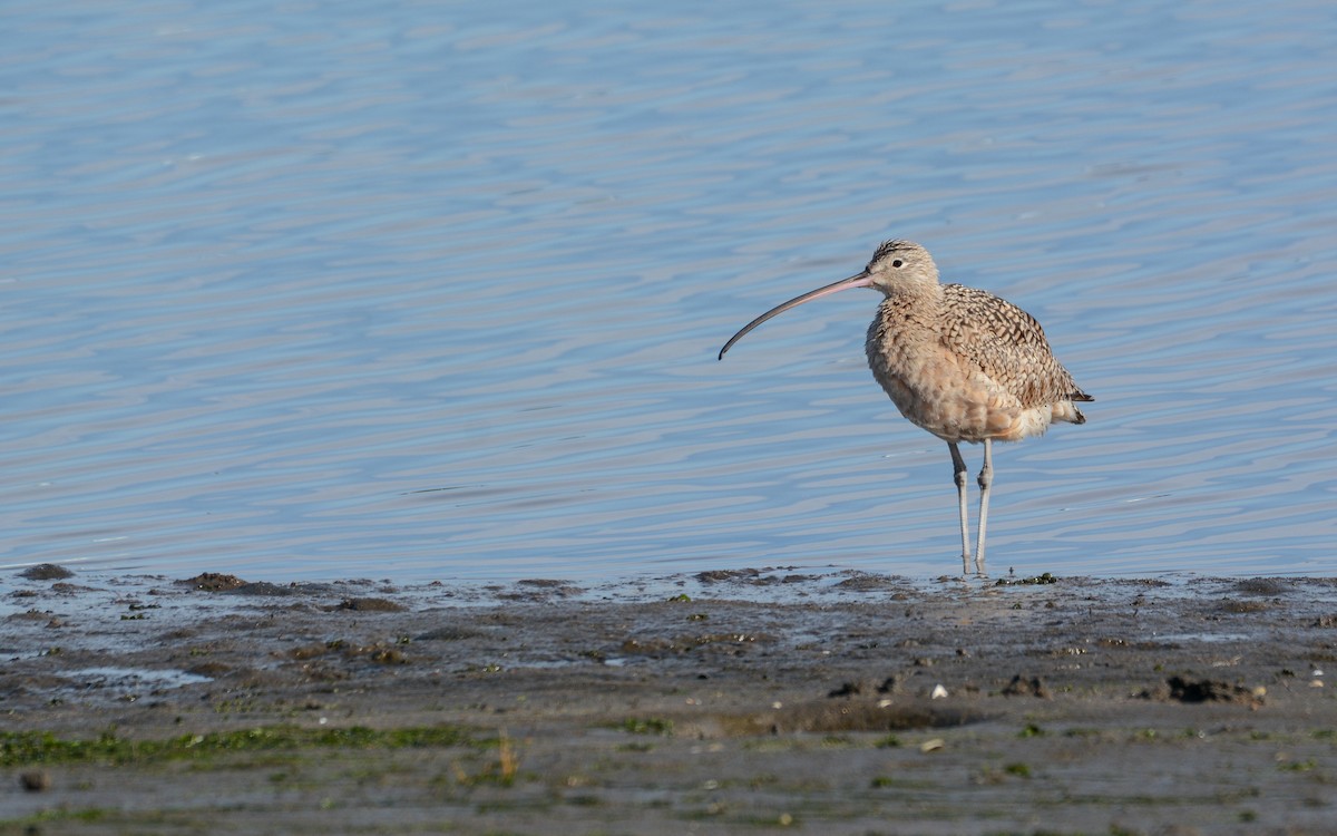 Long-billed Curlew - ML615281065