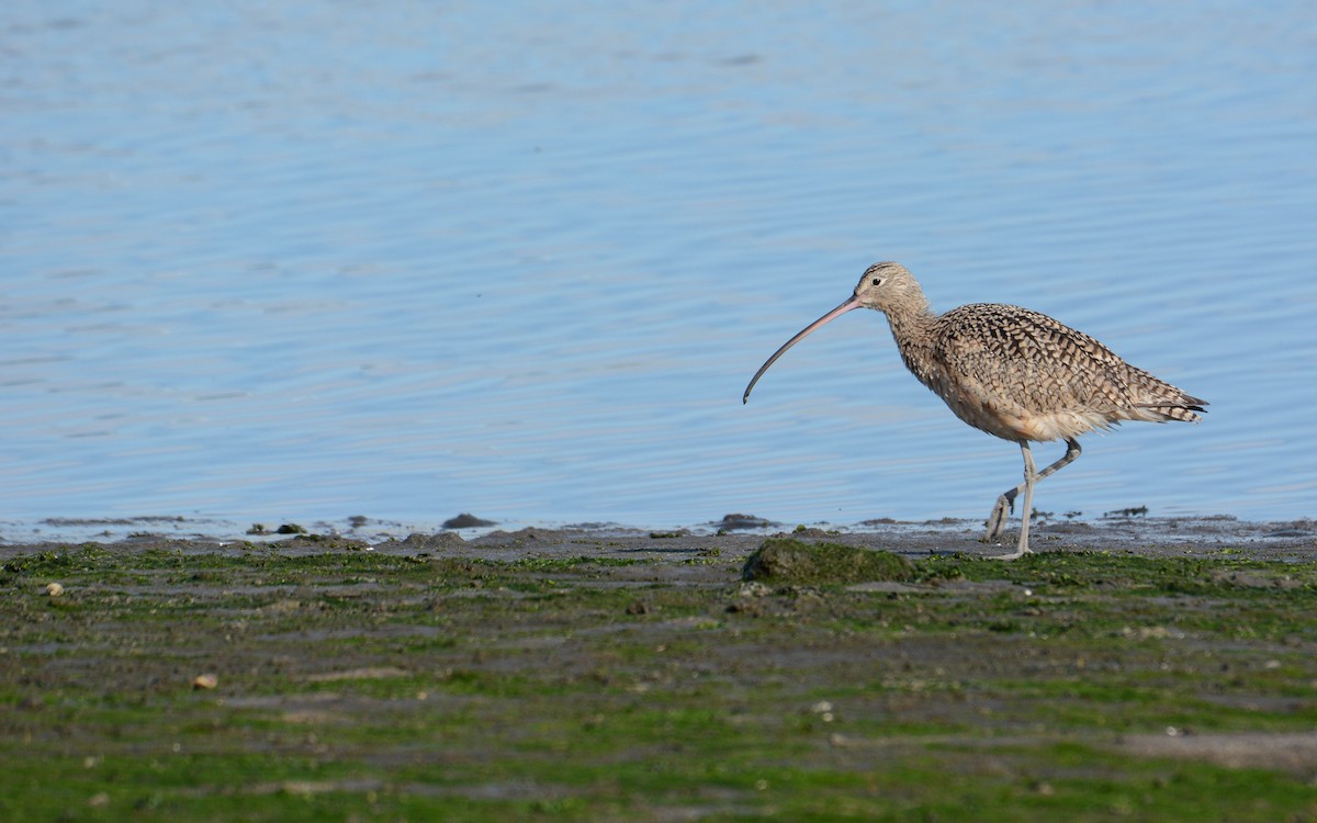 Long-billed Curlew - ML615281066