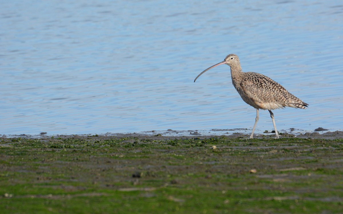 Long-billed Curlew - ML615281067