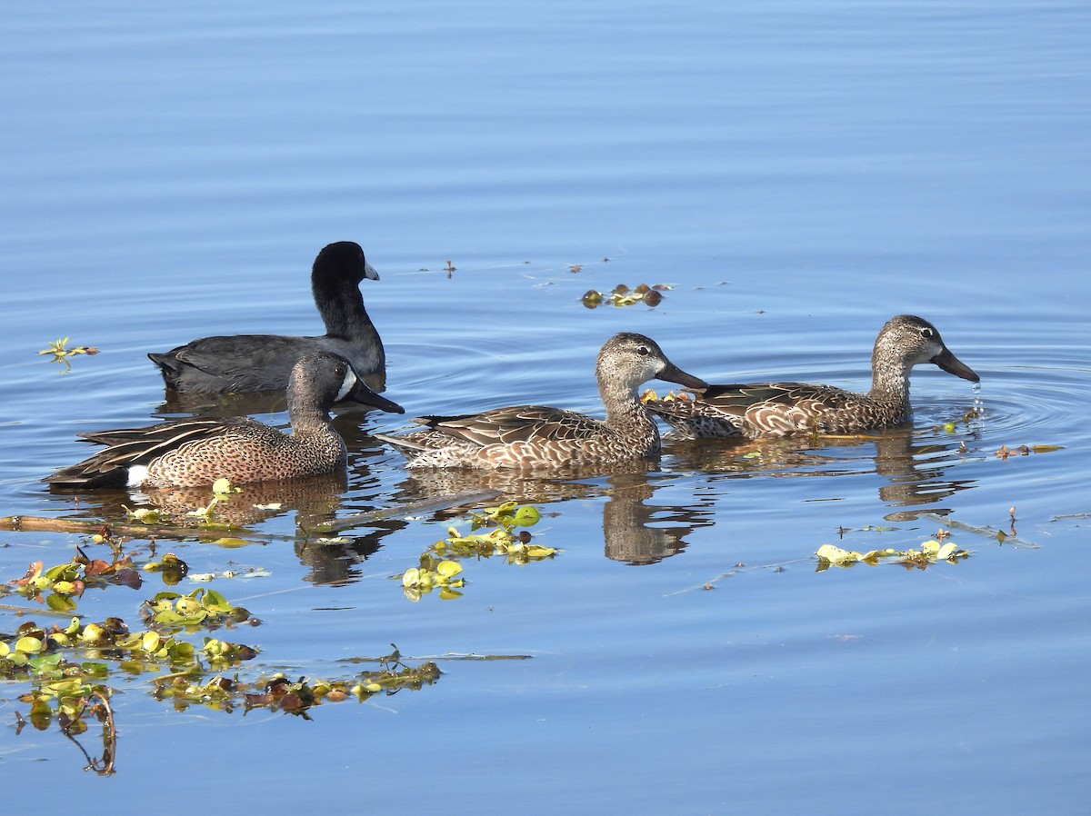 eBird Checklist 24 Feb 2024 The Celery Fields 53 species
