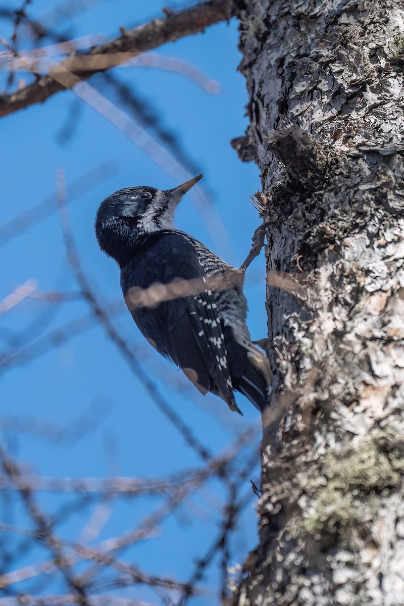Black-backed Woodpecker - ML615281424
