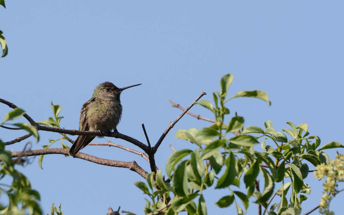 Anna's Hummingbird - ML615281561