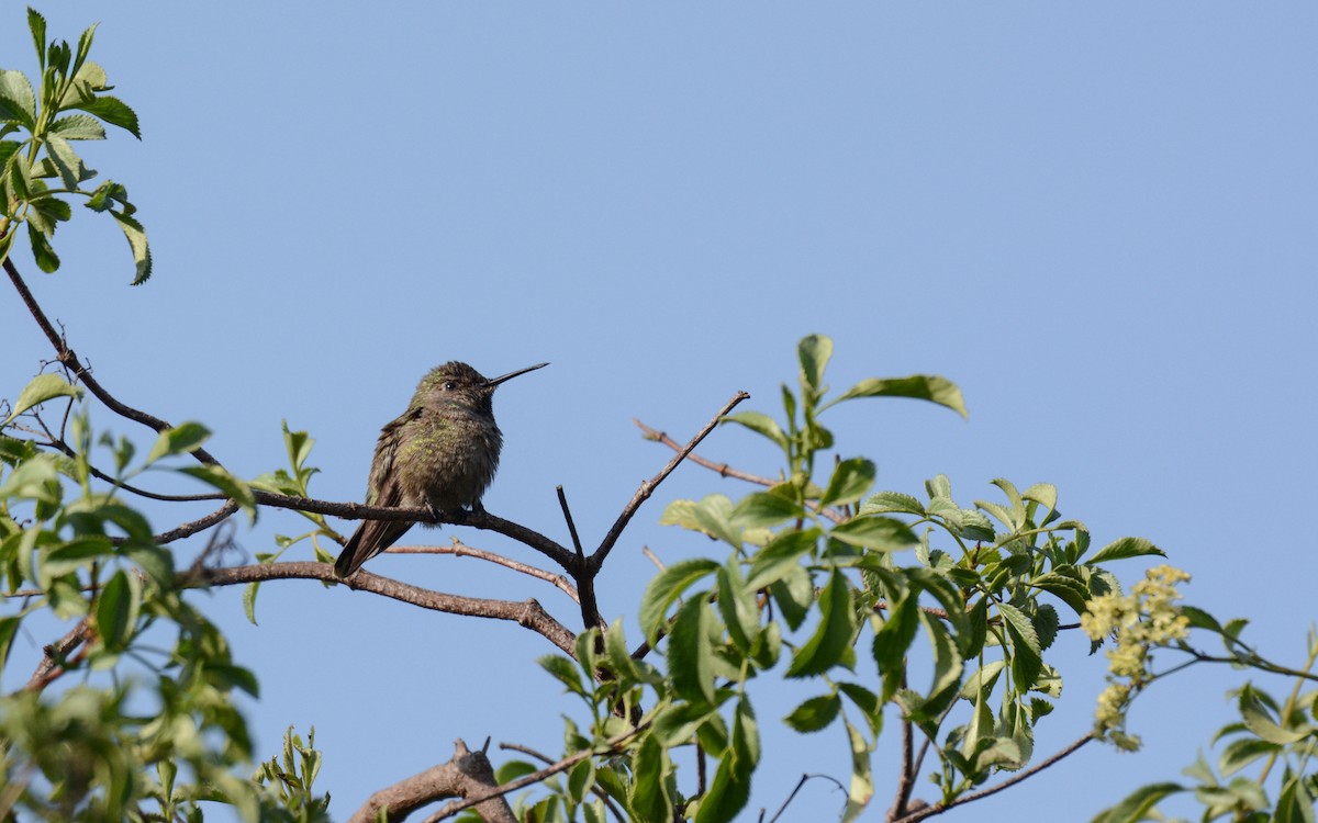 Anna's Hummingbird - ML615281562