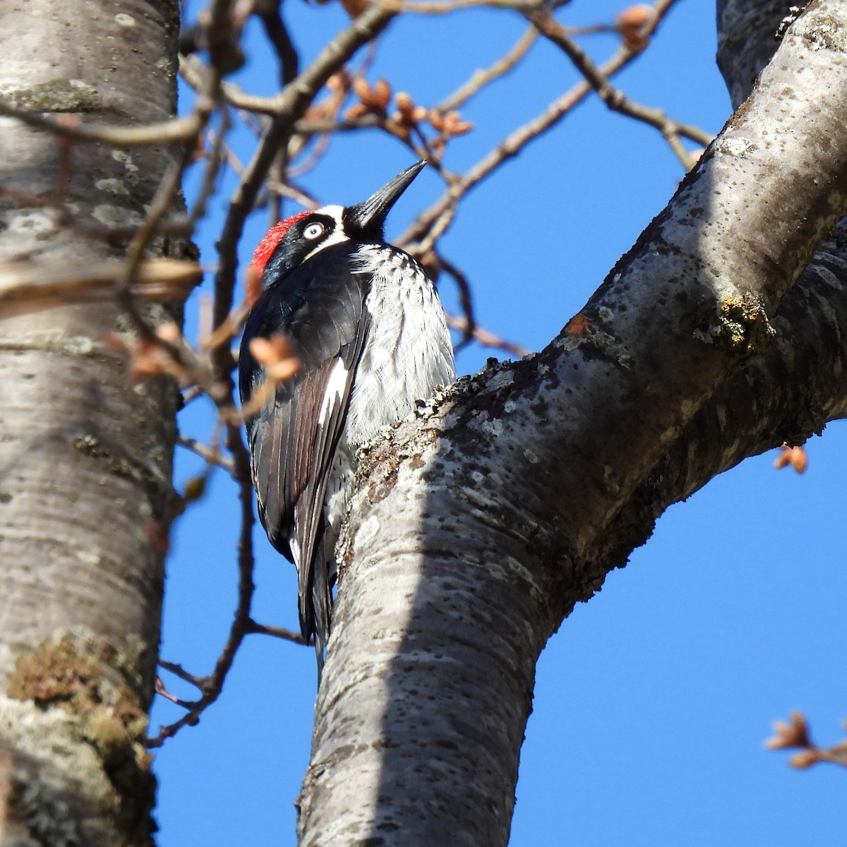 Acorn Woodpecker - ML615281748