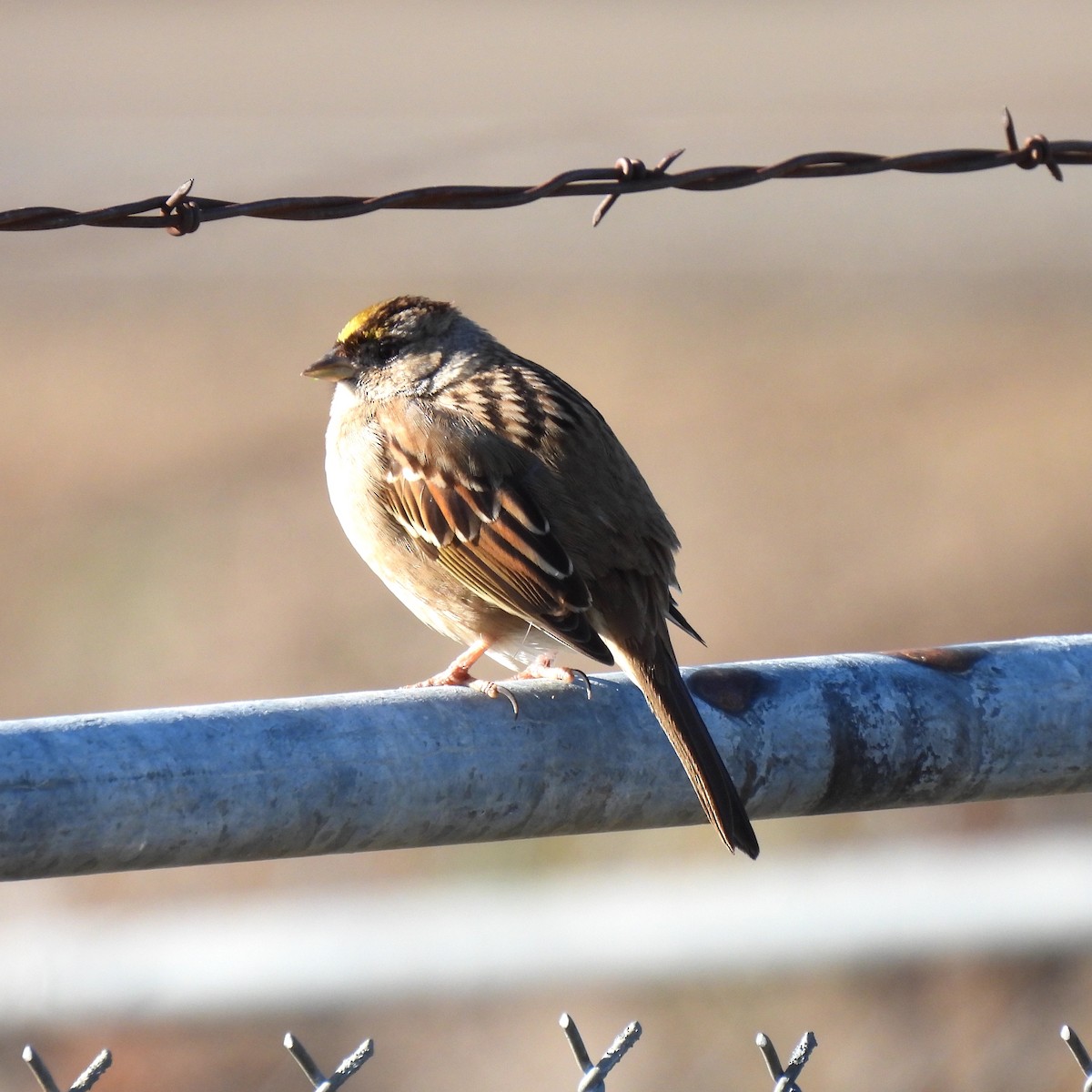 Golden-crowned Sparrow - Susan Kirkbride