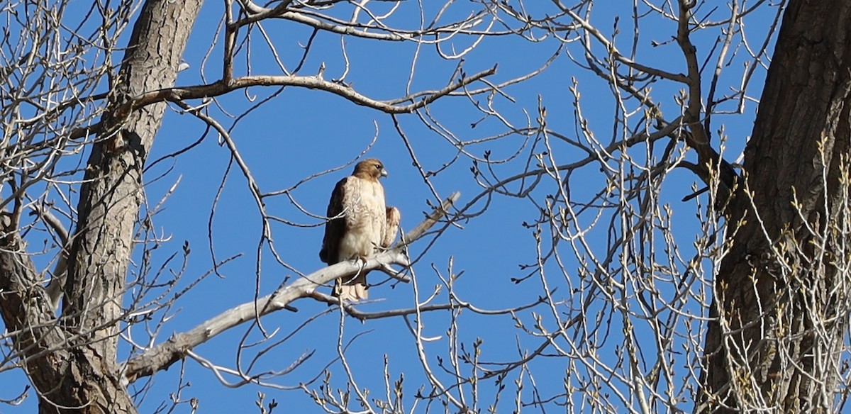 Red-tailed Hawk - ML615281962