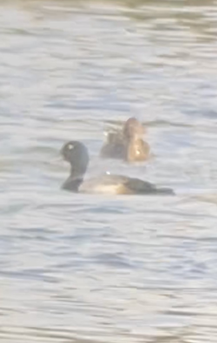 Greater Scaup - ML615282041