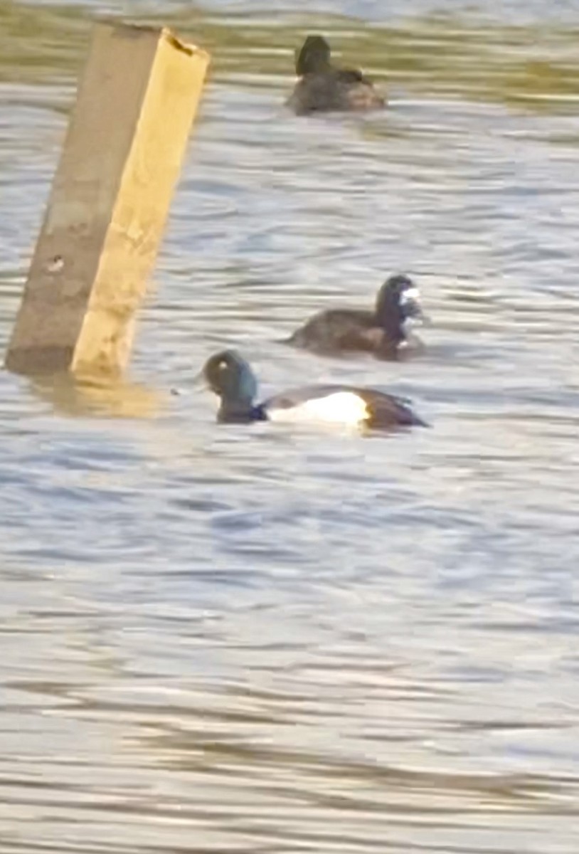 Greater Scaup - ML615282042