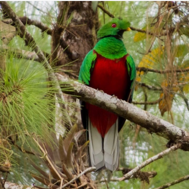 Crested Quetzal - ML615282074