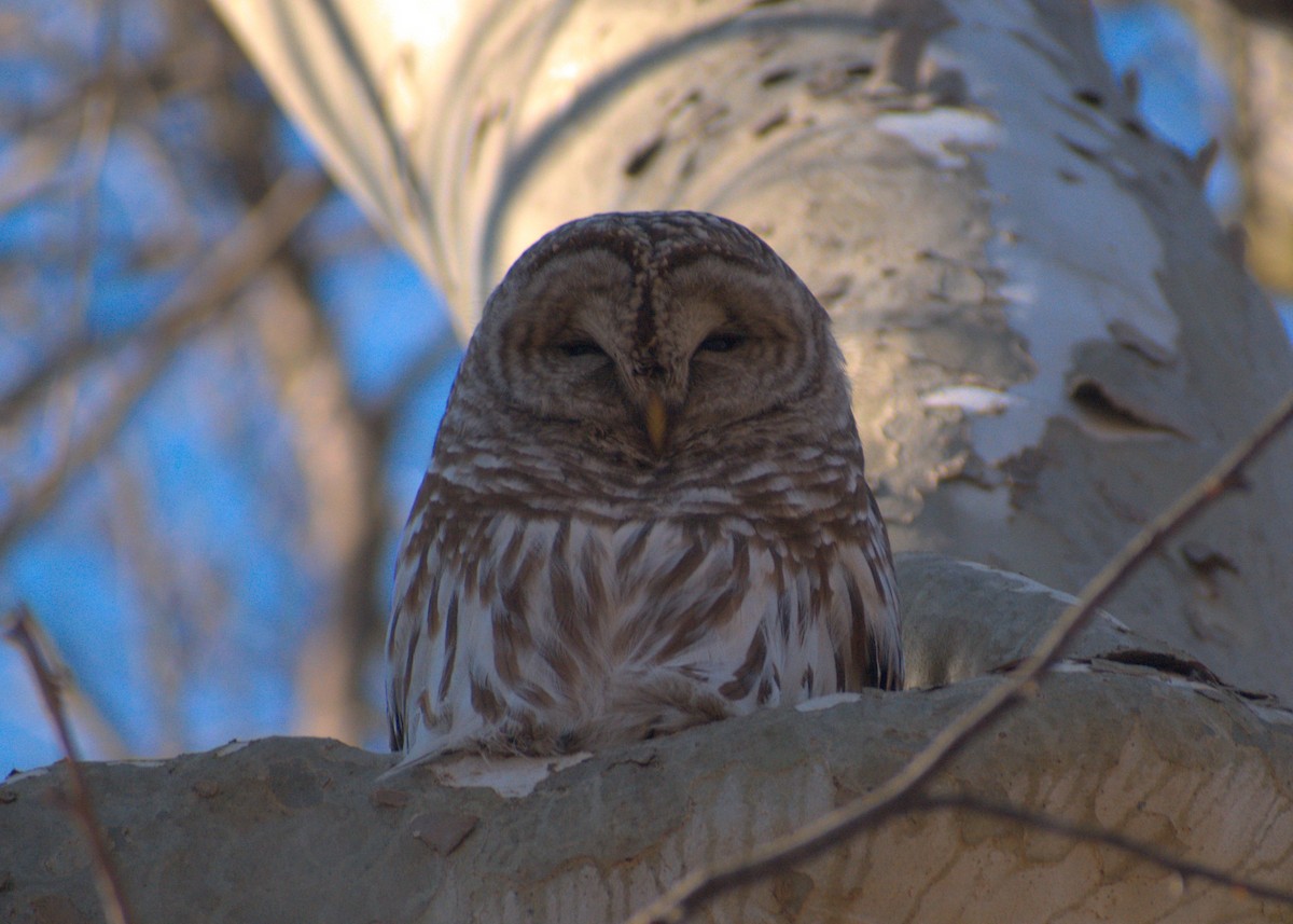 Barred Owl - ML615282415