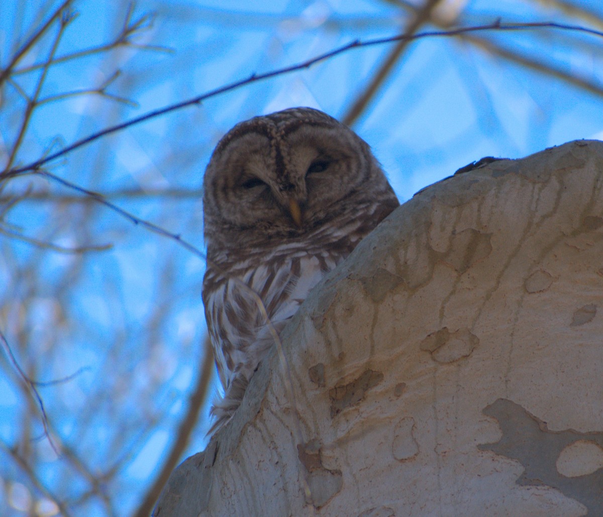 Barred Owl - ML615282443
