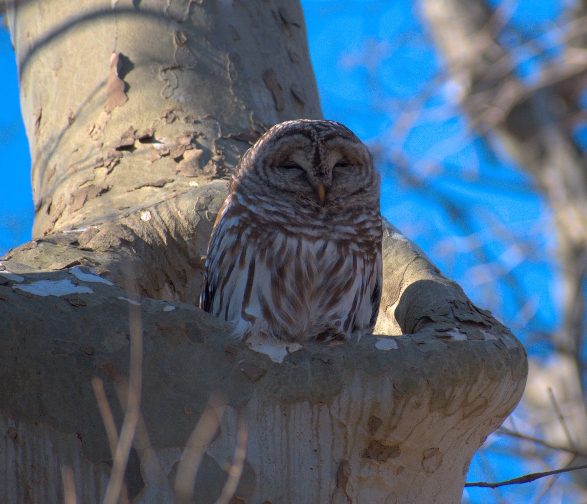 Barred Owl - Dan Wyrostek