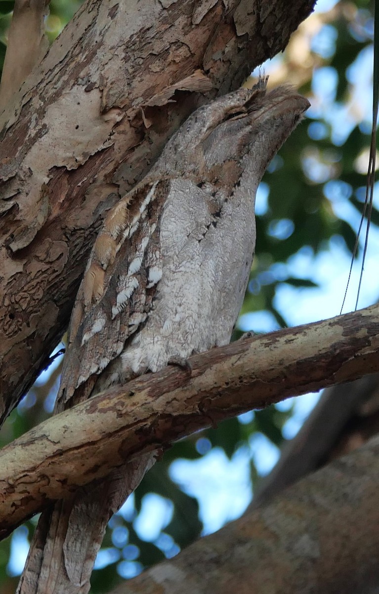 Papuan Frogmouth - ML615282687