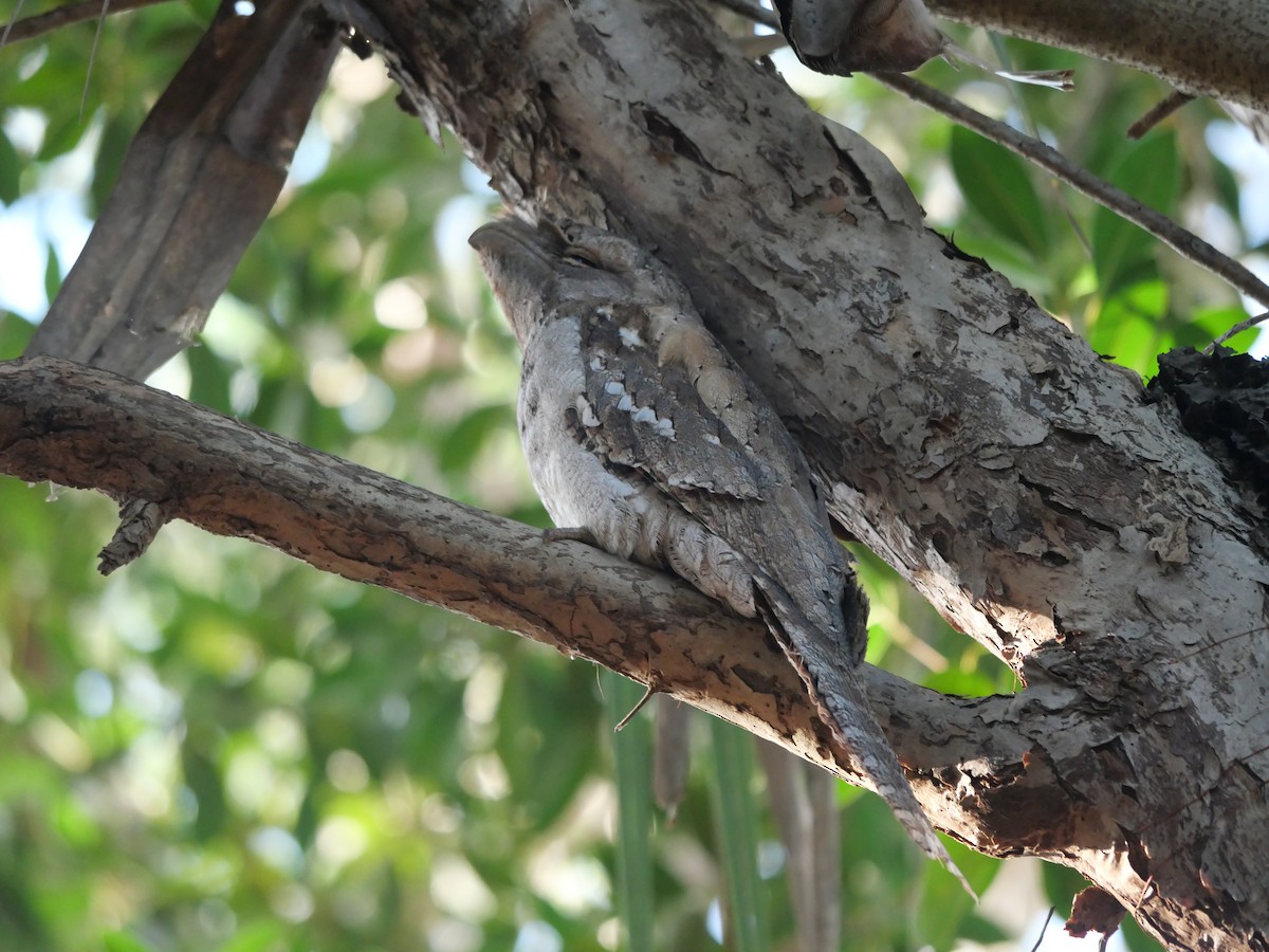 Papuan Frogmouth - ML615282693
