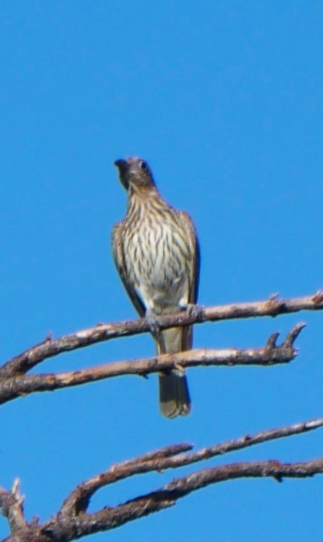 Fawn-breasted Bowerbird - ML615282716