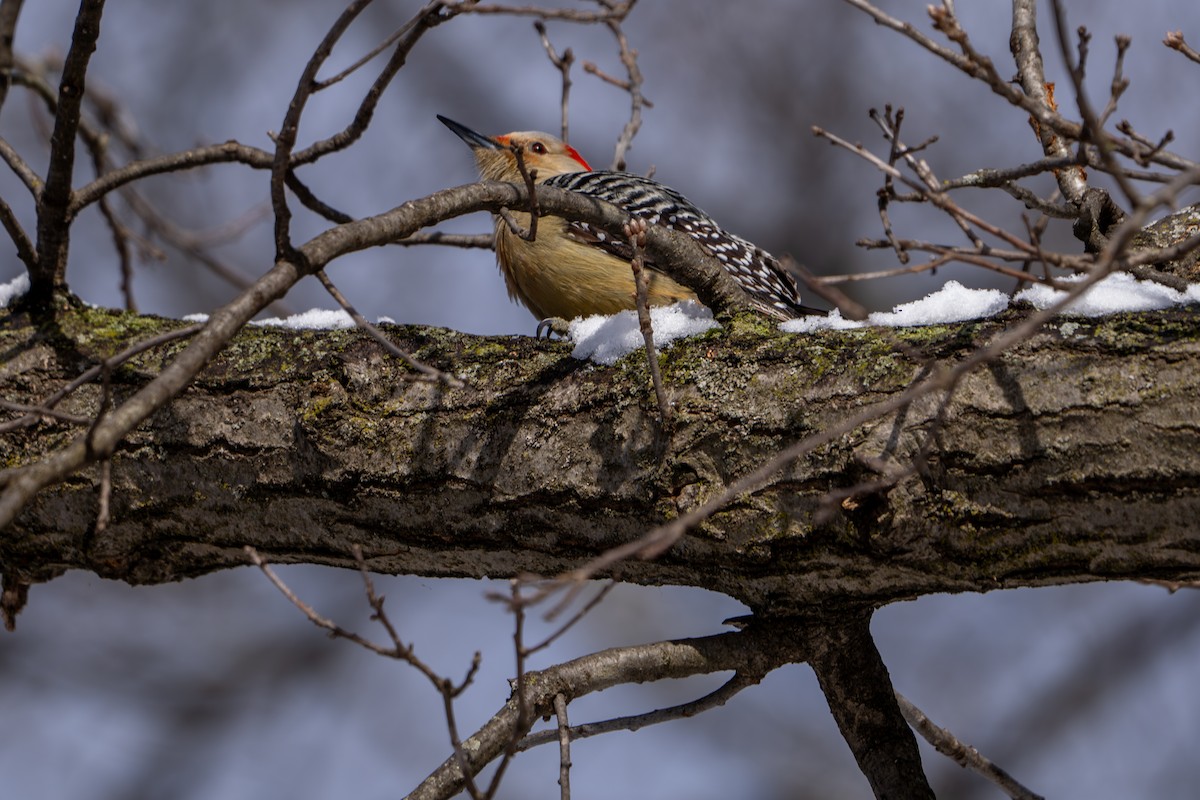 Red-bellied Woodpecker - ML615282728