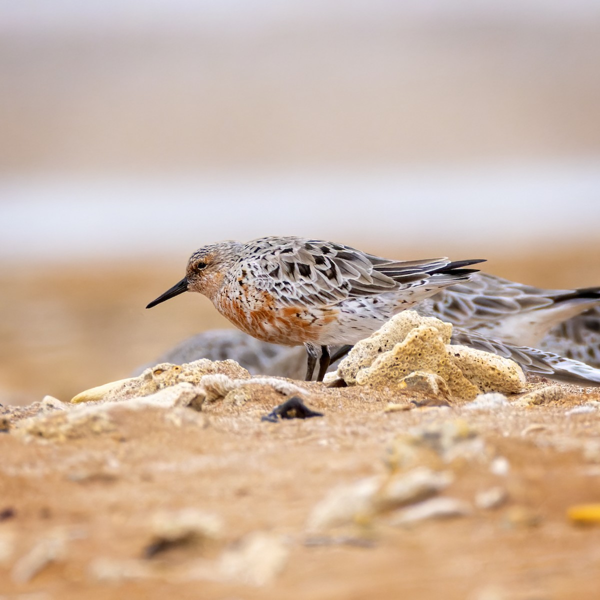 Red Knot - ML615282855