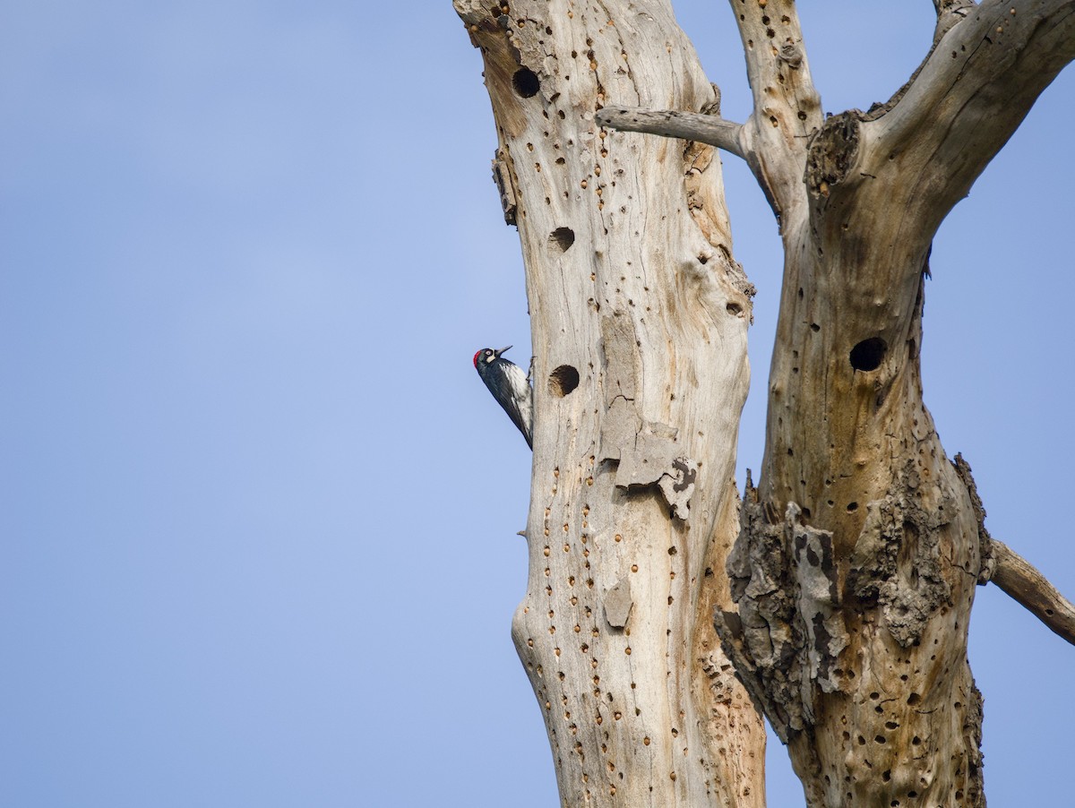 Acorn Woodpecker - ML615282860