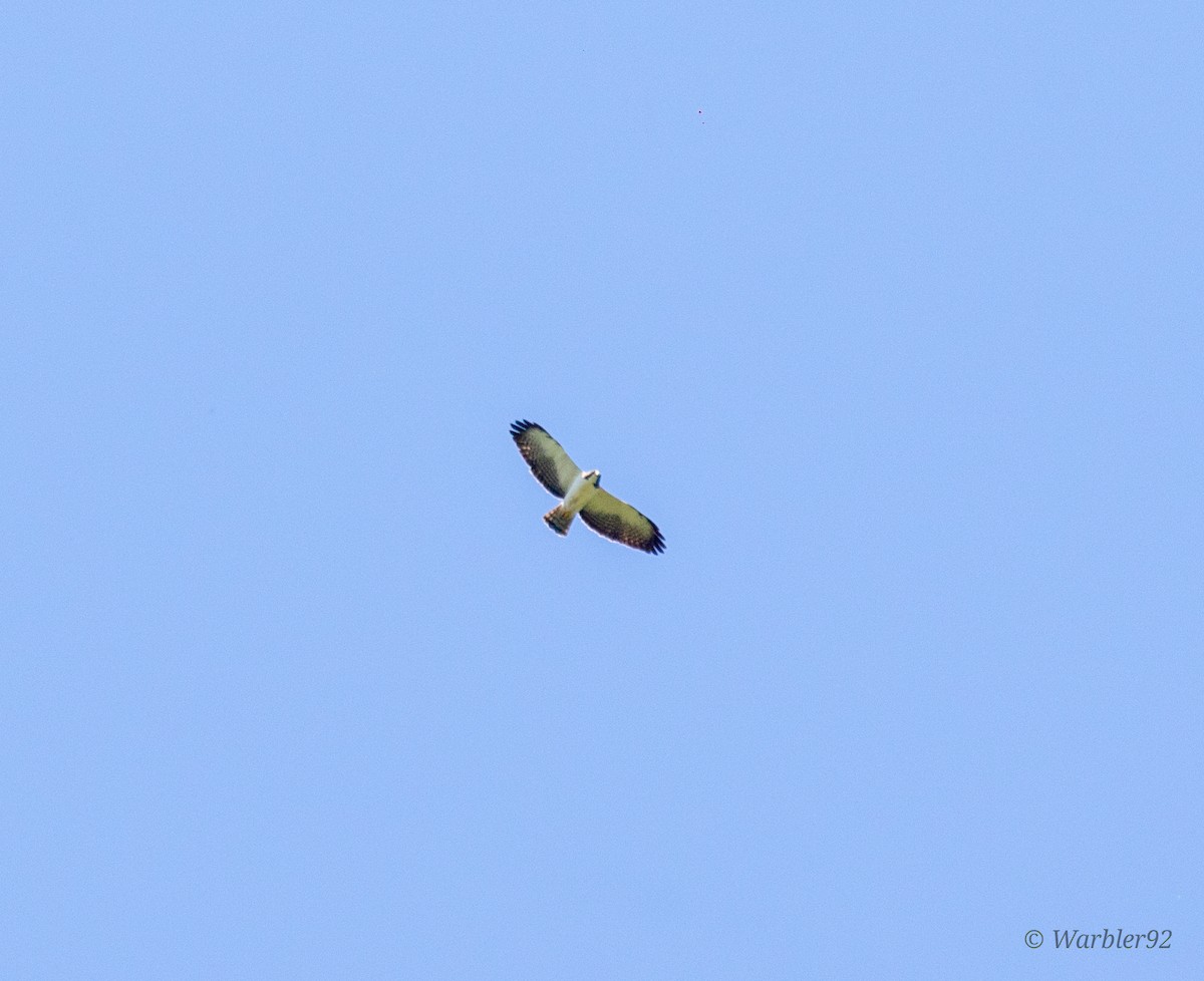 Short-tailed Hawk - ML615282924