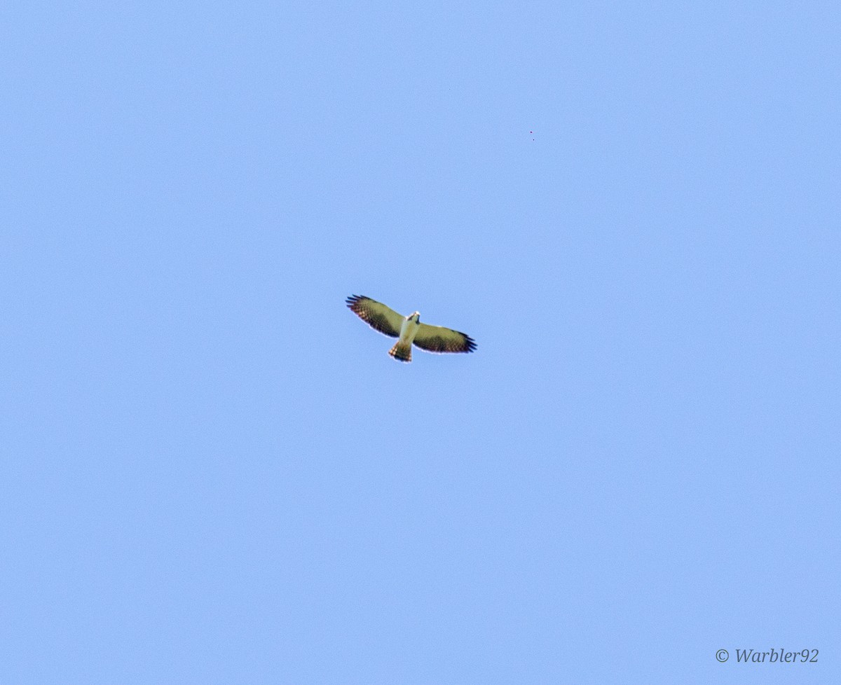 Short-tailed Hawk - Uriel Mtnez