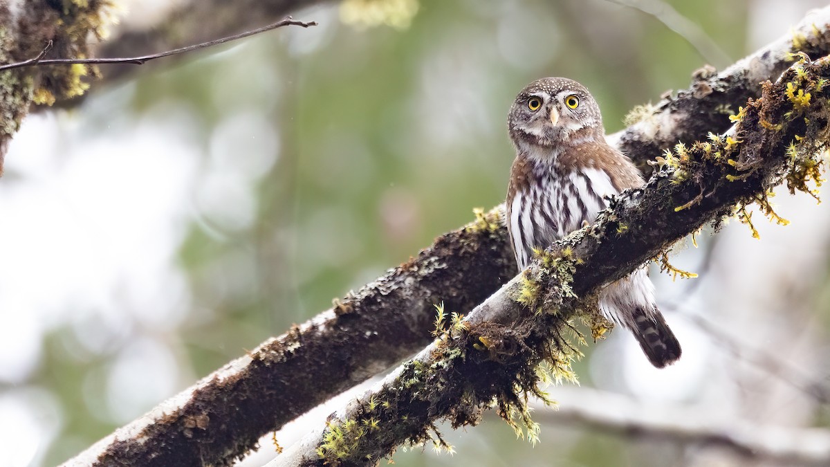 Northern Pygmy-Owl (Pacific) - ML615282980
