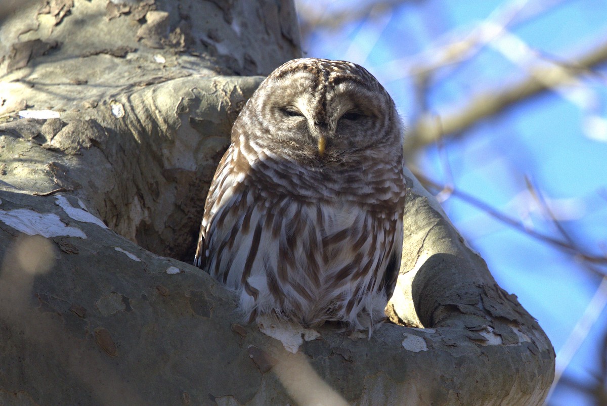 Barred Owl - ML615283127