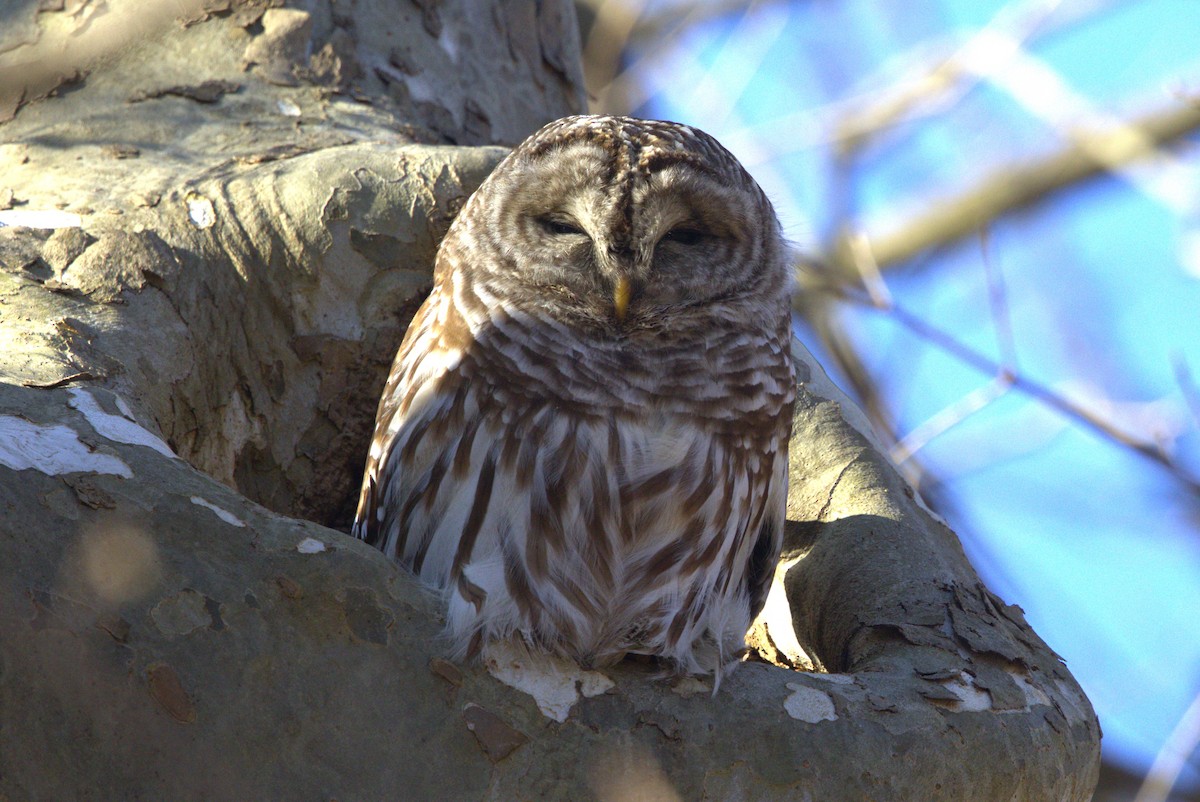 Barred Owl - ML615283128