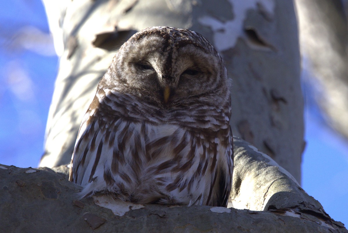 Barred Owl - ML615283129