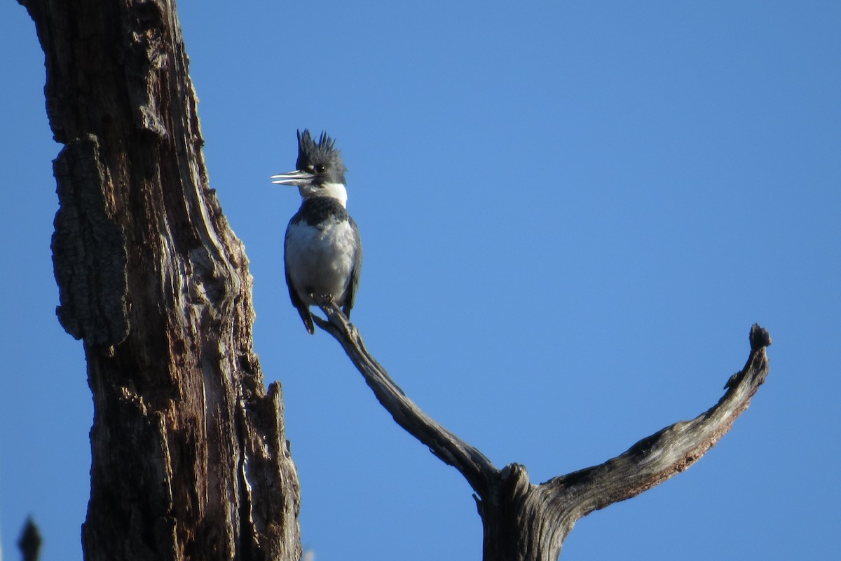 Belted Kingfisher - ML615283385