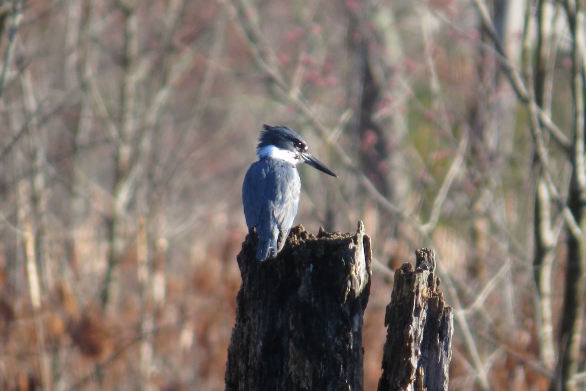 Belted Kingfisher - ML615283387