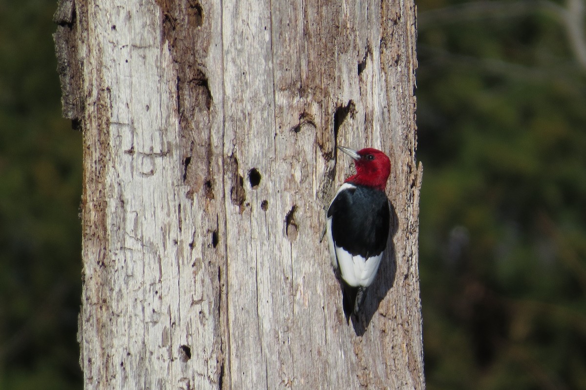 Red-headed Woodpecker - ML615283424