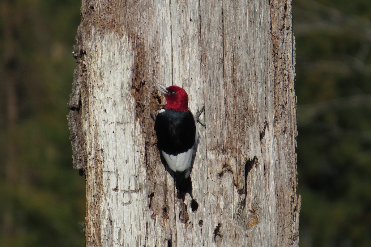 Red-headed Woodpecker - ML615283425