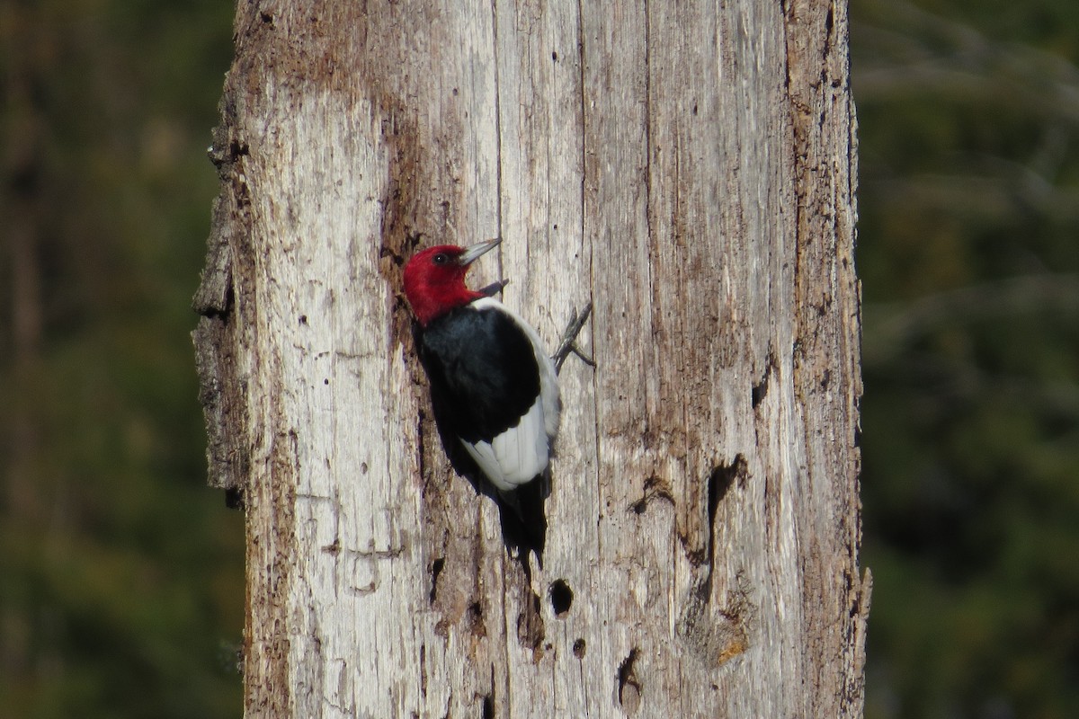 Red-headed Woodpecker - ML615283426