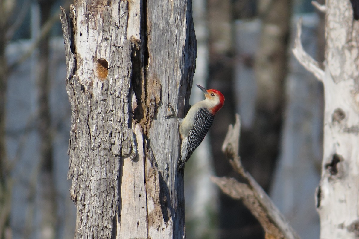 Red-bellied Woodpecker - ML615283436